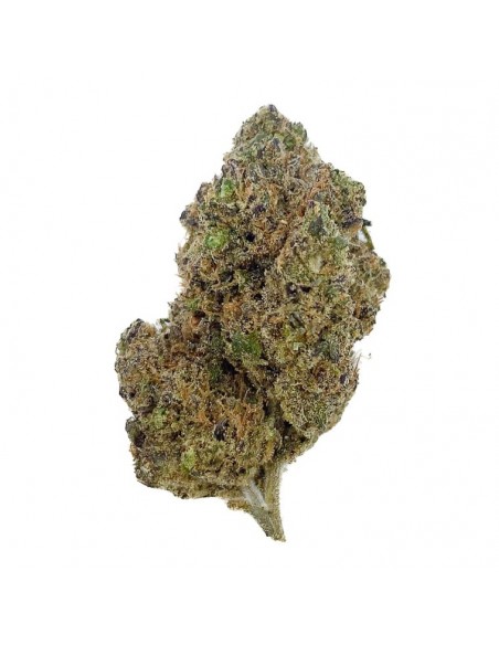 Fleurs CBD Gustav Hydro Indoor de la marque Le CBD du Chef